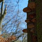 Details im Wald, hier: Baumpilze auf Buchenstamm