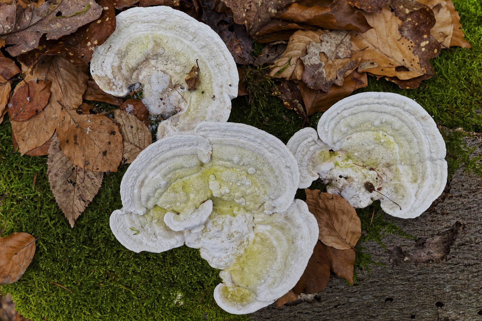 Details im Wald, hier: Baumpilze auf Buchenstamm