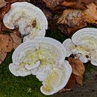 Details im Wald, hier: Baumpilze auf Buchenstamm