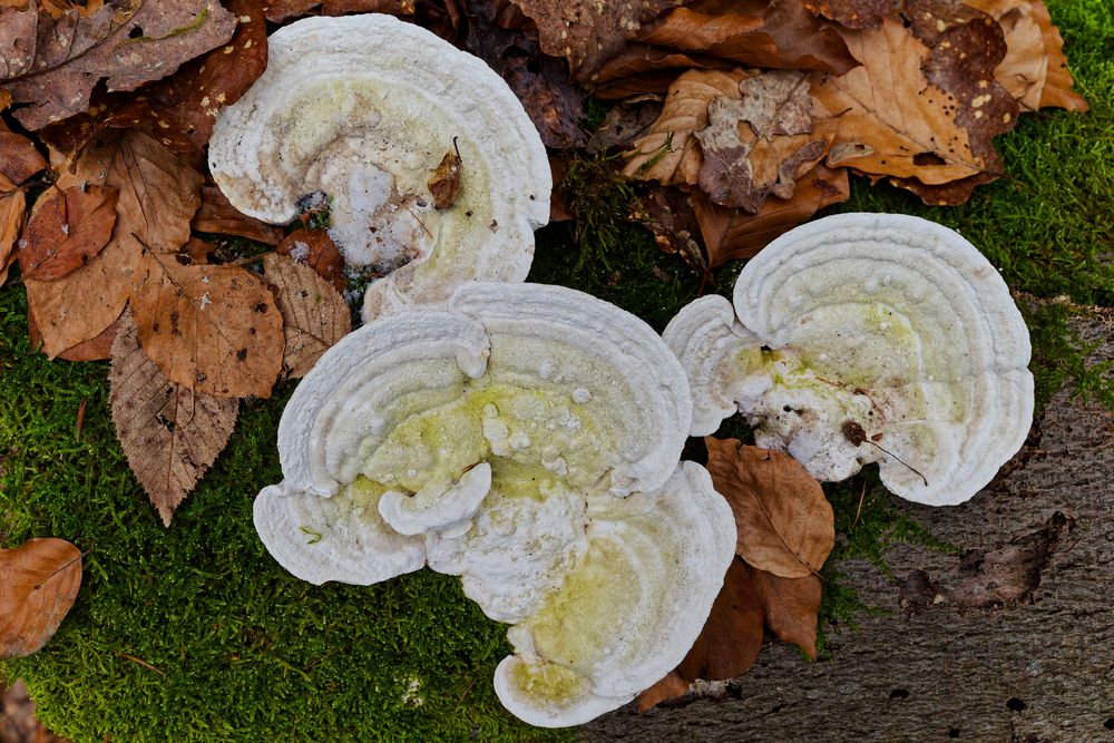 Details im Wald, hier: Baumpilze auf Buchenstamm