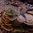 Details im Wald, hier: Baumpilze auf einem Buchenast