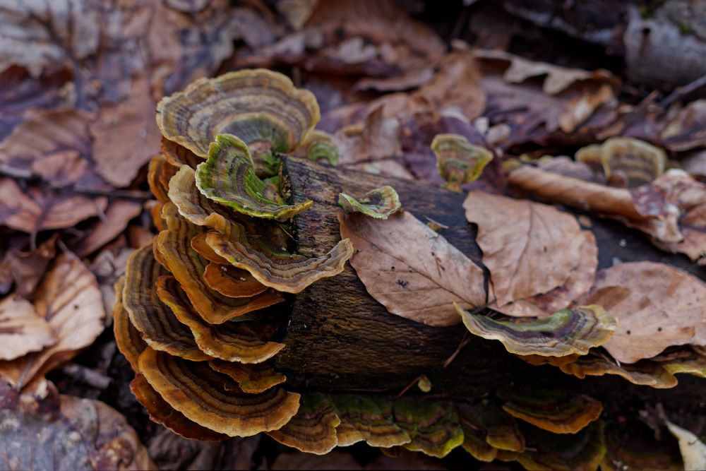 Details im Wald, hier: Baumpilze auf einem Buchenast