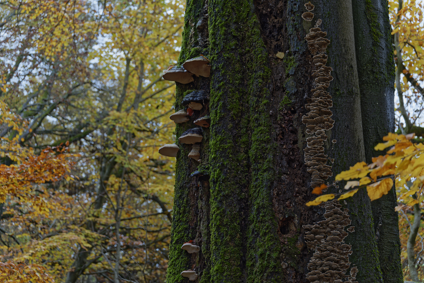 Details im Wald, hier: Baumpilze auf einer Buche