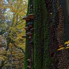 Details im Wald, hier: Baumpilze auf einer Buche