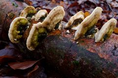 Details im Wald, hier: Baumpilze auf umgestürzter Buche