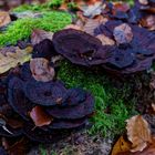 Details im Wald, hier: Baumpilze auf umgestürzter Buche