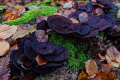 Details im Wald, hier: Baumpilze auf umgestürzter Buche