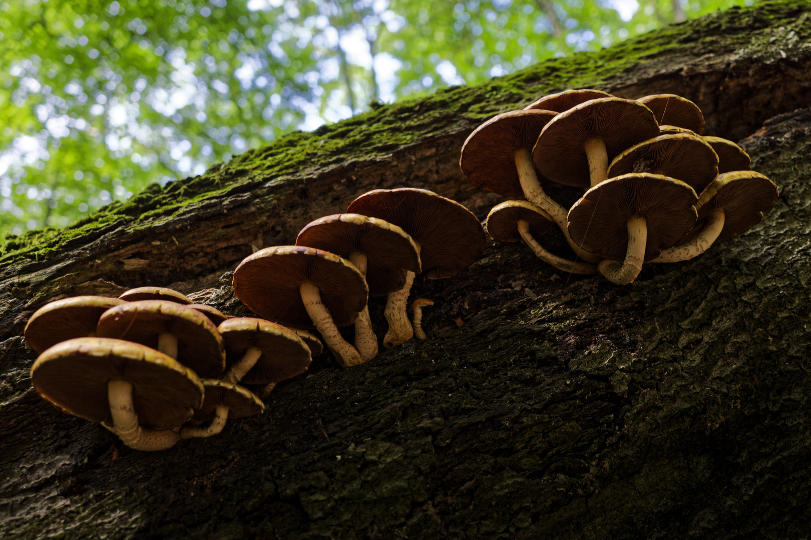 Details im Wald, hier: Baumpilze auf umgestürzter Buche