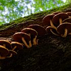 Details im Wald, hier: Baumpilze auf umgestürzter Buche