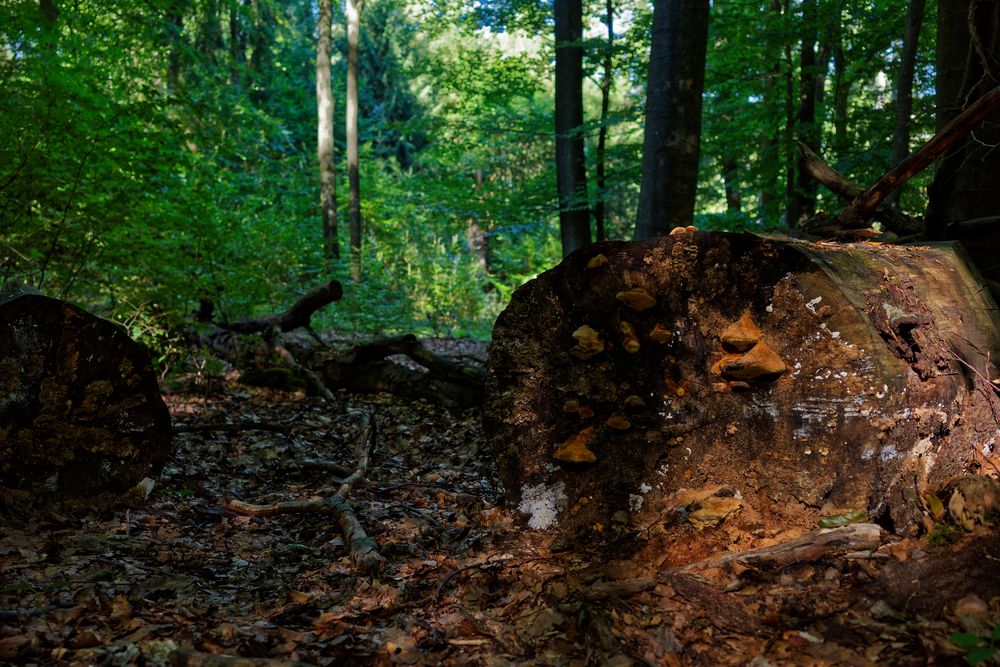 Details im Wald, hier: Baumpilze im Morgenlicht