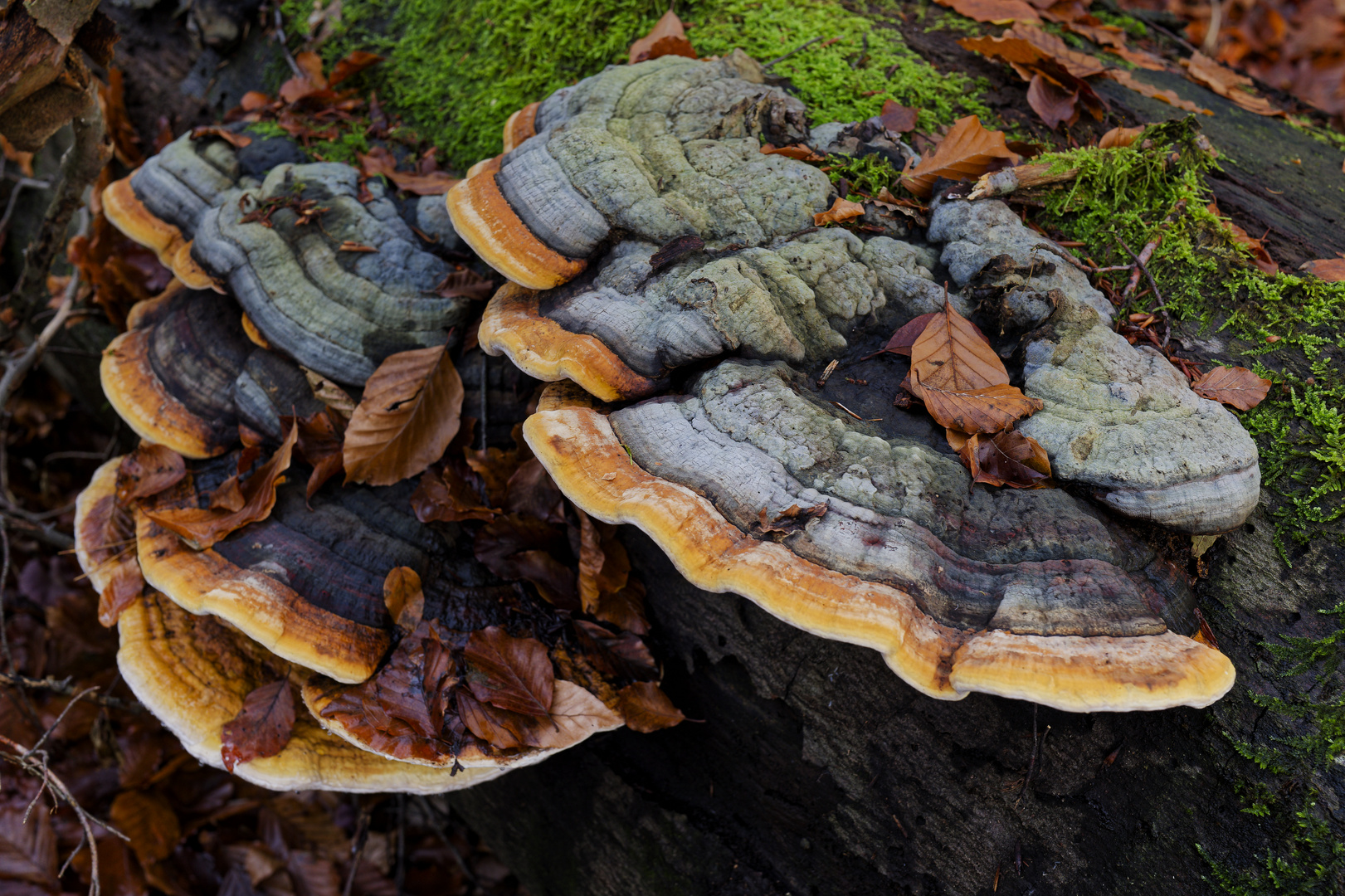 Details im Wald, hier: Baumschwämme auf Buchenstamm