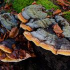 Details im Wald, hier: Baumschwämme auf Buchenstamm