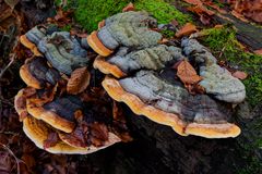 Details im Wald, hier: Baumschwämme auf Buchenstamm