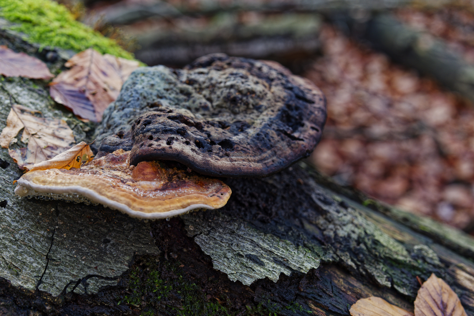 Details im Wald, hier: Baumschwämme auf Buchenstamm