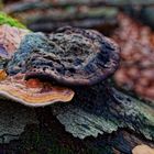 Details im Wald, hier: Baumschwämme auf Buchenstamm