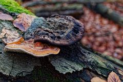 Details im Wald, hier: Baumschwämme auf Buchenstamm