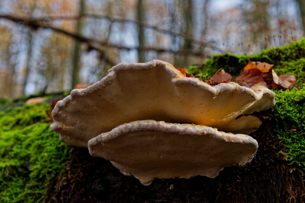 Details im Wald, hier: Baumschwämme auf Buchenstamm