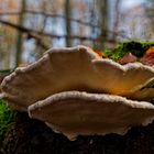 Details im Wald, hier: Baumschwämme auf Buchenstamm