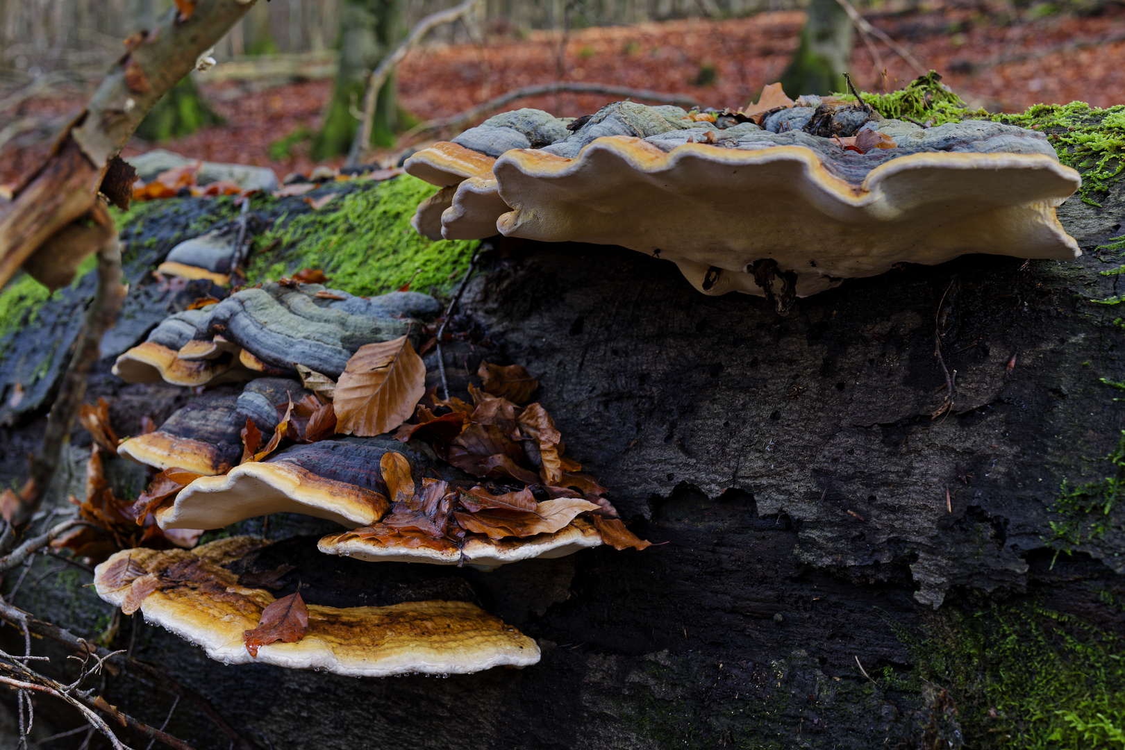 Details im Wald, hier: Baumschwämme auf Buchenstamm