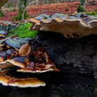 Details im Wald, hier: Baumschwämme auf Buchenstamm