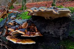 Details im Wald, hier: Baumschwämme auf Buchenstamm