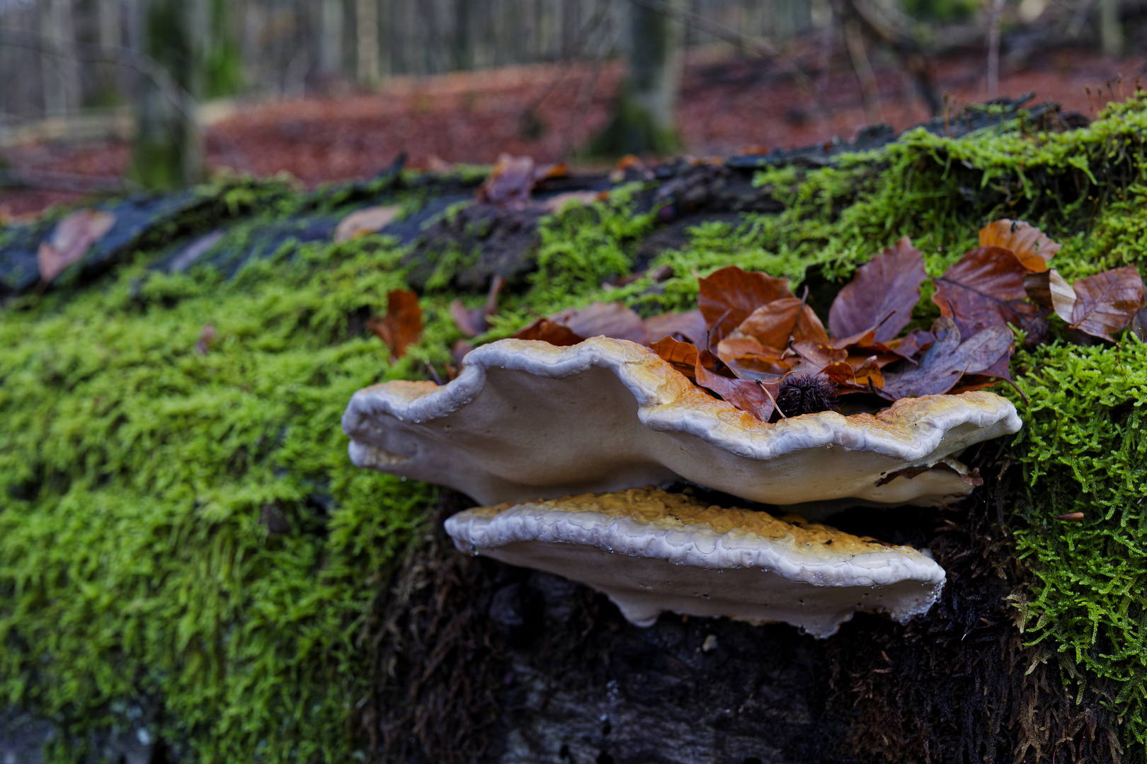 Details im Wald: hier: Baumschwämme auf Buchenstamm