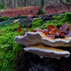 Details im Wald: hier: Baumschwämme auf Buchenstamm