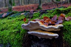 Details im Wald: hier: Baumschwämme auf Buchenstamm