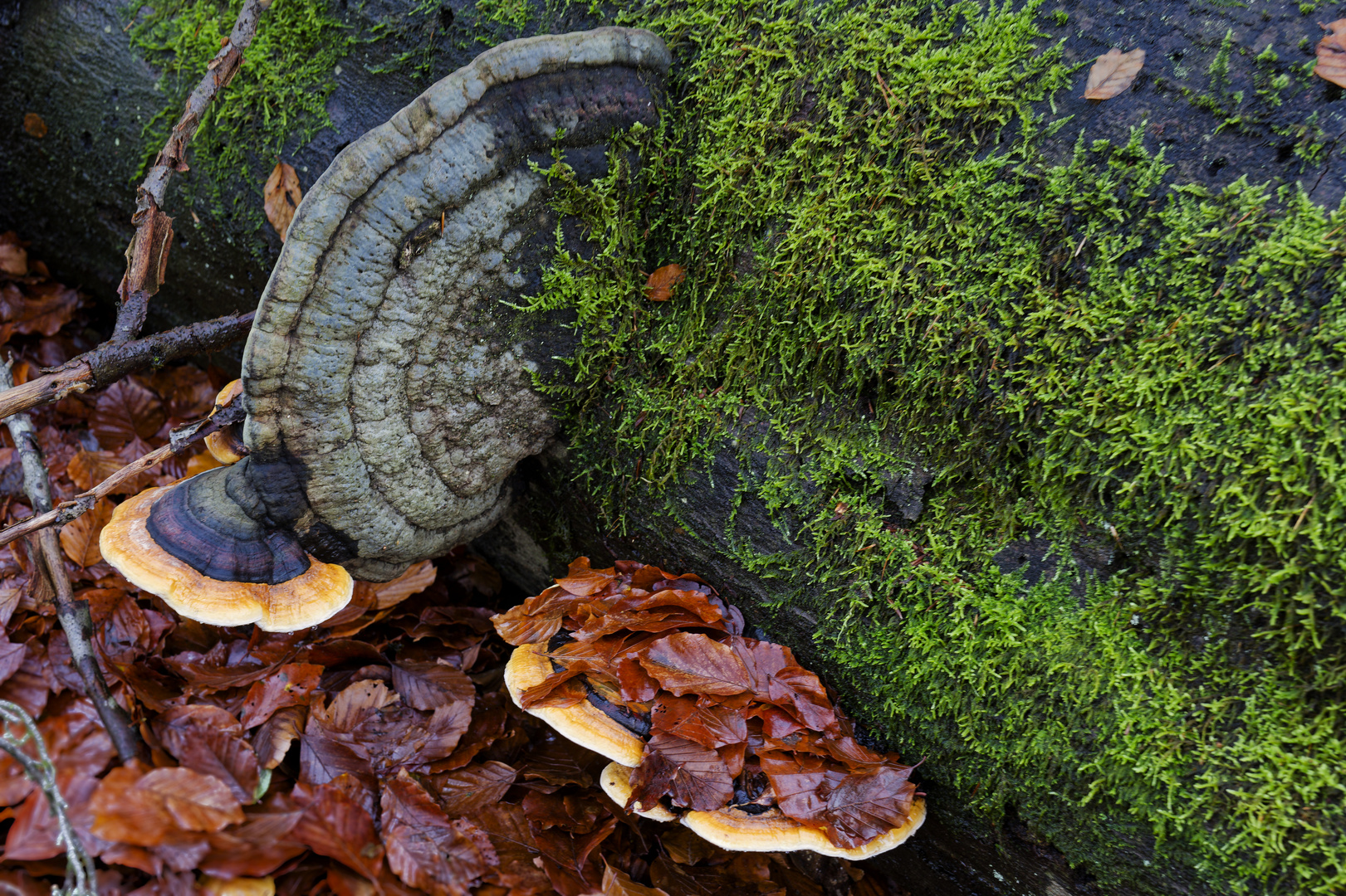 Details im Wald, hier: Baumschwämme auf Buchenstamm