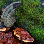 Details im Wald, hier: Baumschwämme auf Buchenstamm