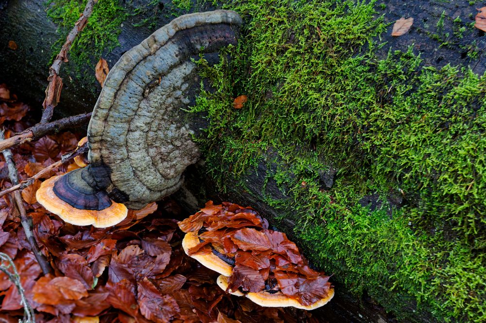 Details im Wald, hier: Baumschwämme auf Buchenstamm