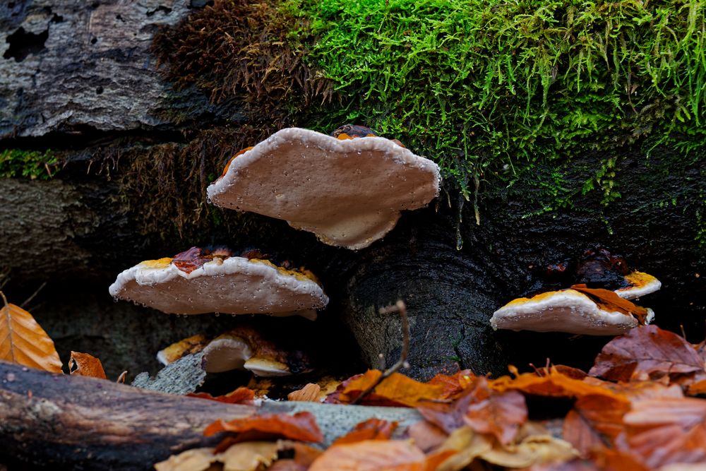 Details im Wald, hier: Baumschwämme mit Guttationstropfen