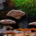 Details im Wald, hier: Baumschwämme mit Guttationstropfen