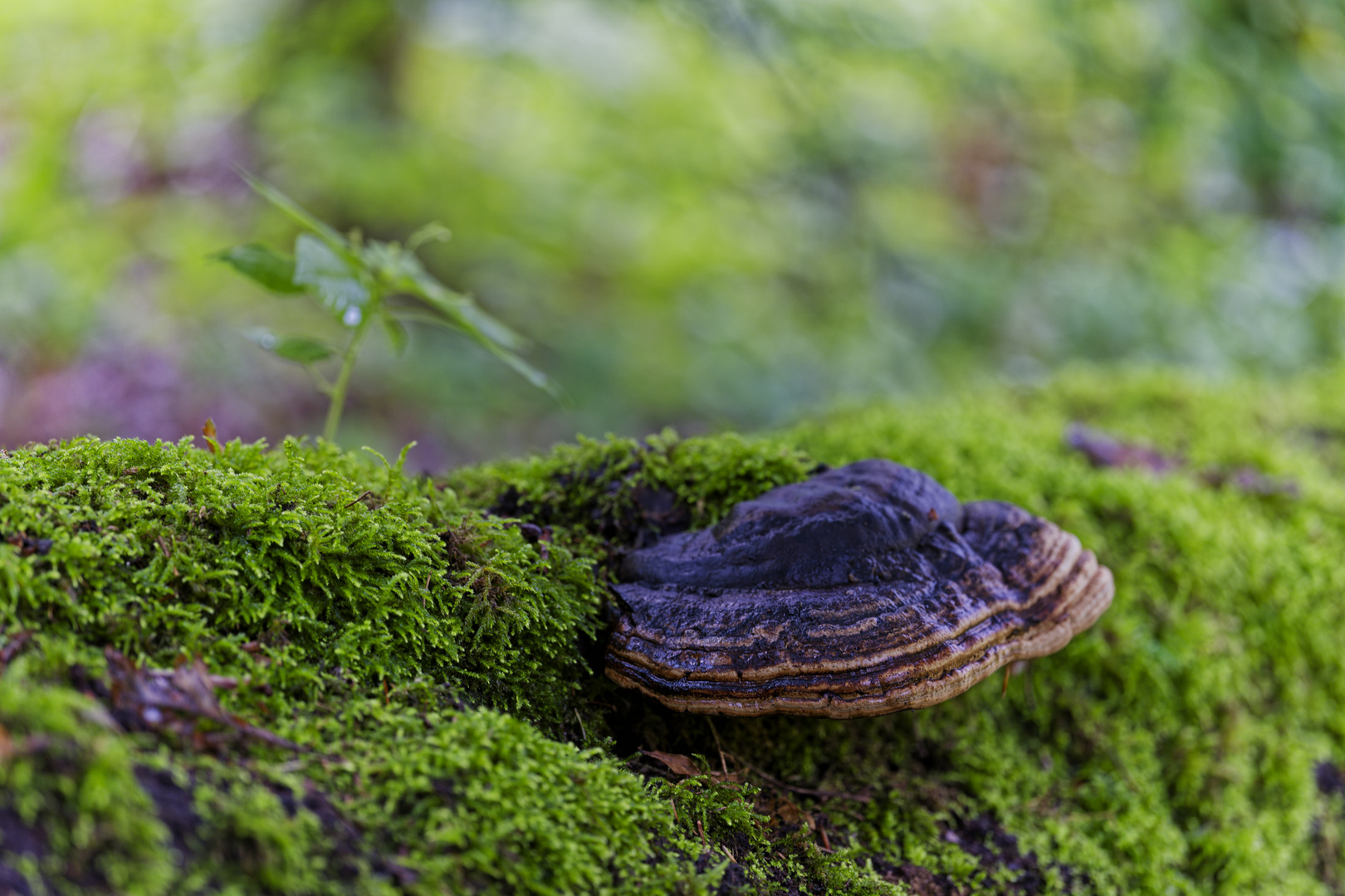 Details im Wald, hier: Baumschwamm