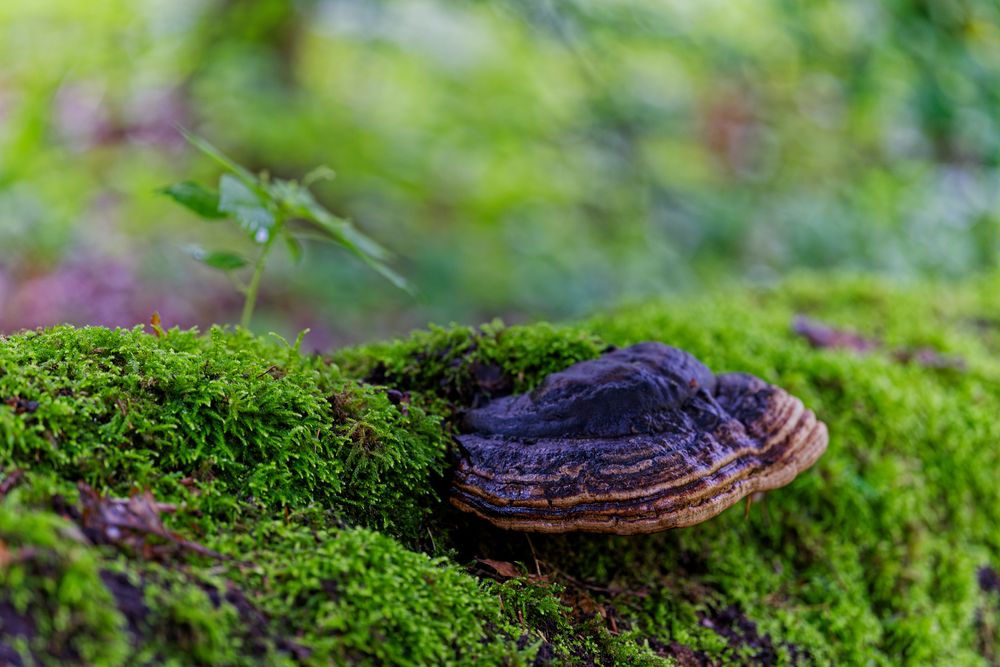 Details im Wald, hier: Baumschwamm