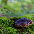 Details im Wald, hier: Baumschwamm