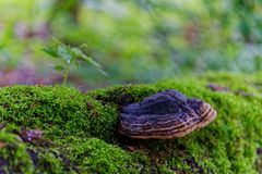 Details im Wald, hier: Baumschwamm