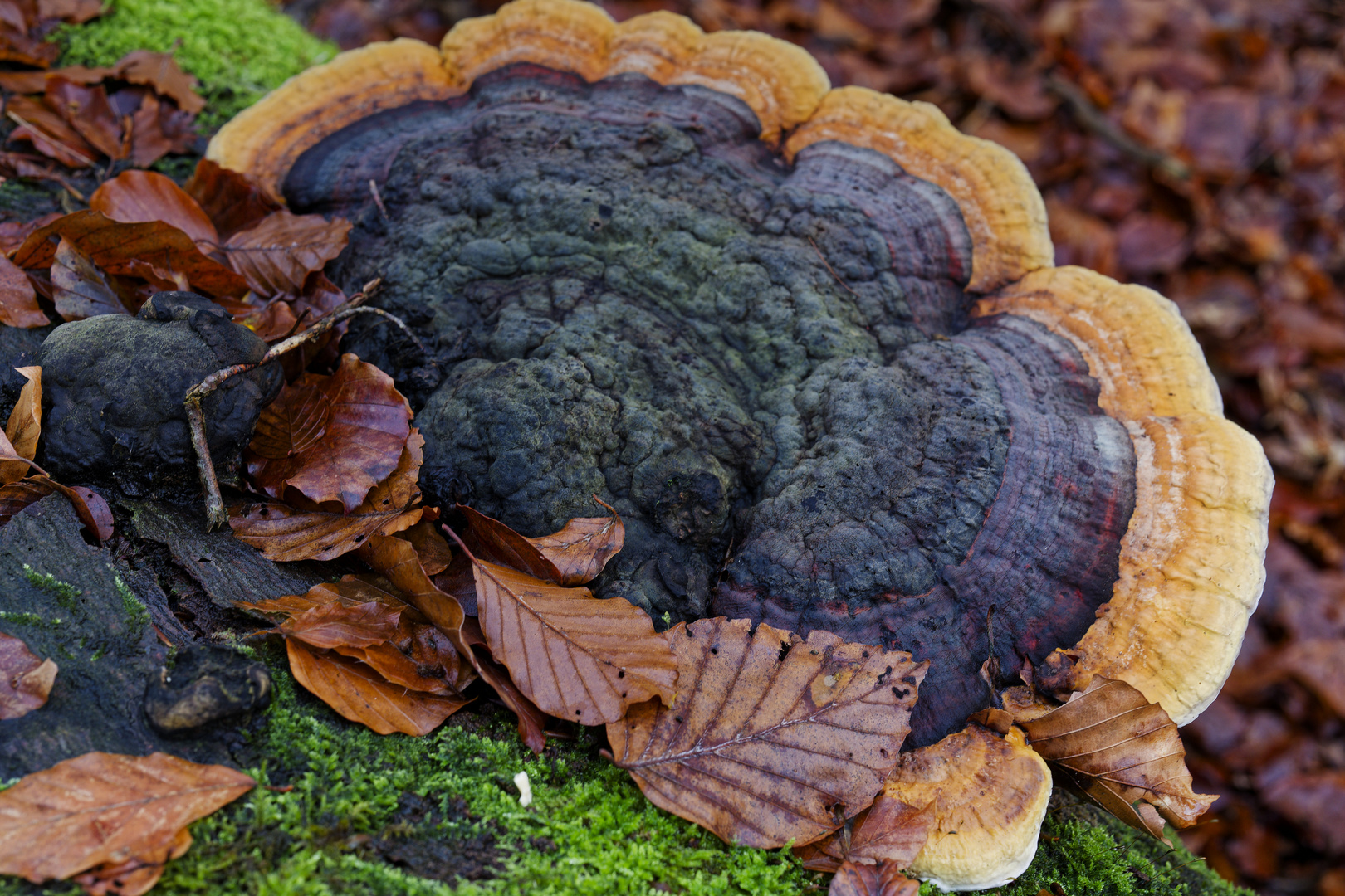 Details im Wald, hier: Baumschwamm auf Buchenstamm 