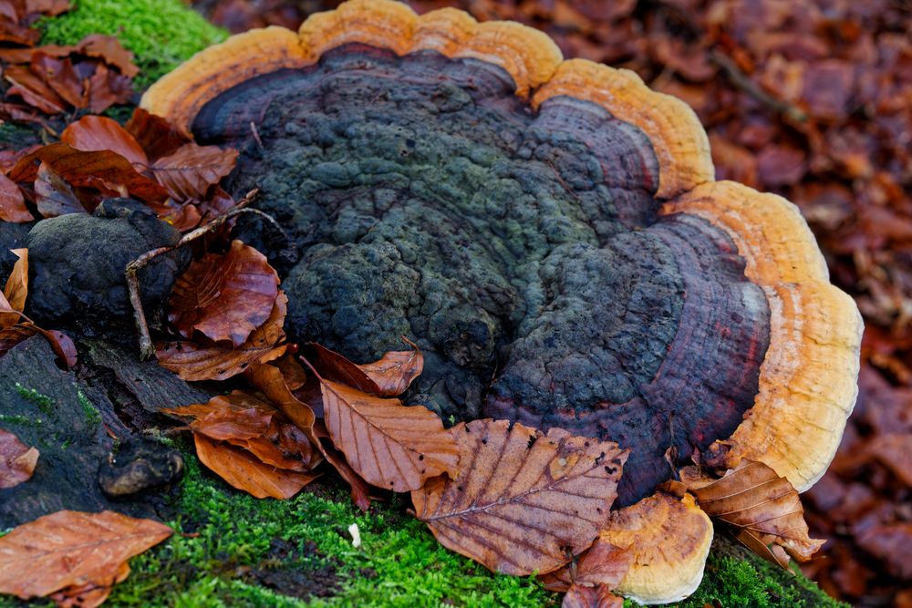 Details im Wald, hier: Baumschwamm auf Buchenstamm 