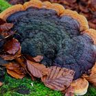 Details im Wald, hier: Baumschwamm auf Buchenstamm 