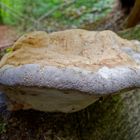 Details im Wald, hier: Baumschwamm mit Guttationstropfen