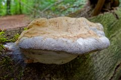 Details im Wald, hier: Baumschwamm mit Guttationstropfen