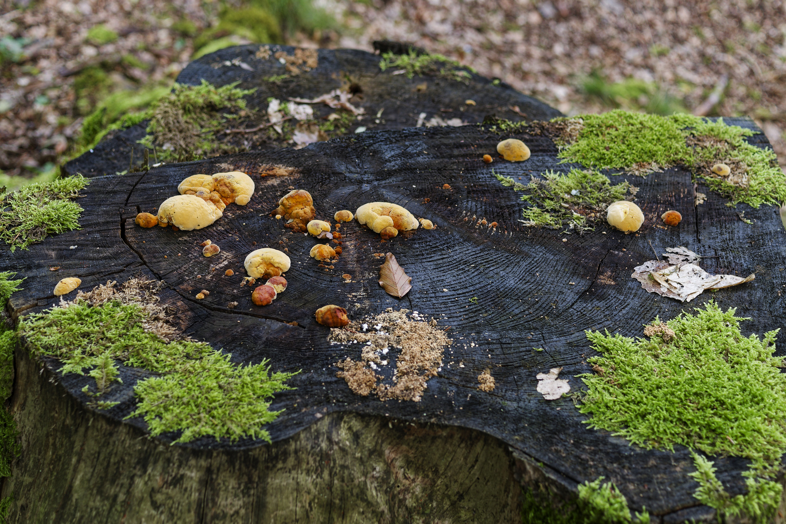 Details im Wald, hier: Baumstumpf mit Garnierung