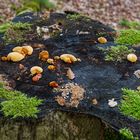 Details im Wald, hier: Baumstumpf mit Garnierung