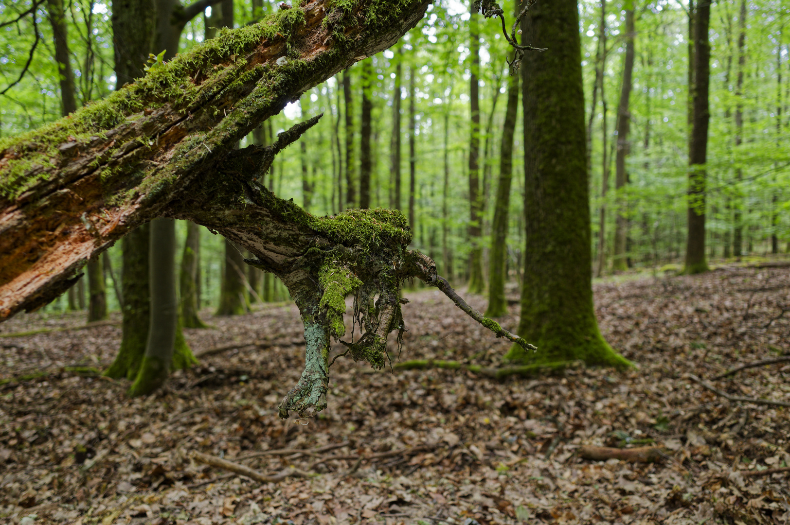 Details im Wald, hier: Baumwurzelreste