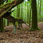 Details im Wald, hier: Baumwurzelreste