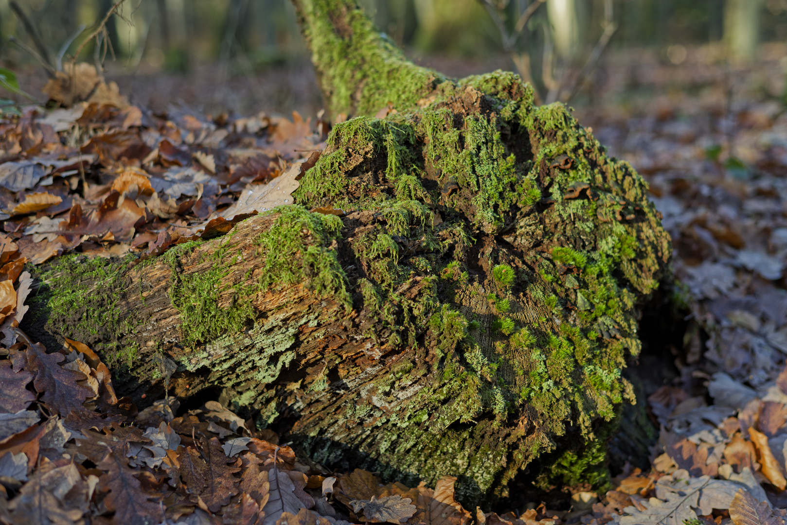 Details im Wald, hier: bemooster Baumstumpf im Winterlicht