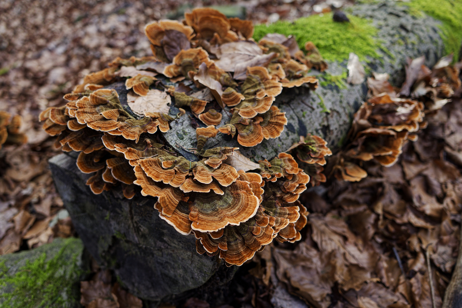 Details im Wald, hier: bernsteinfarbene Schichtpilze