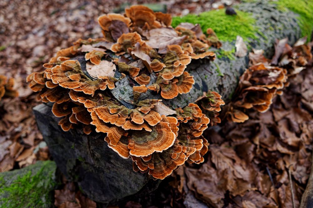 Details im Wald, hier: bernsteinfarbene Schichtpilze