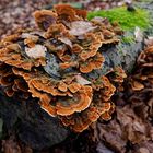 Details im Wald, hier: bernsteinfarbene Schichtpilze